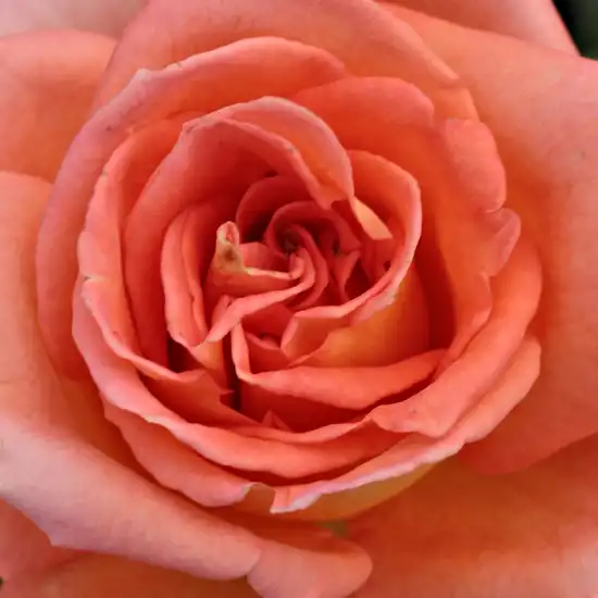 Trandafiri online - Portocaliu - trandafir teahibrid - fără parfum - Rosa Meinuzeten - Marie-Louise Paolino - ,-
